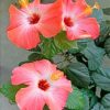 Aesthetic Hibiscus Paint by numbers