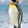 Aesthetic Penguin Bird Paint by numbers
