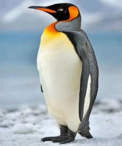 Aesthetic Penguin Bird Paint by numbers