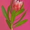 Pink Peony Flower Paint by numbers