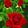 Aesthetic Red Roses Paint by numbers
