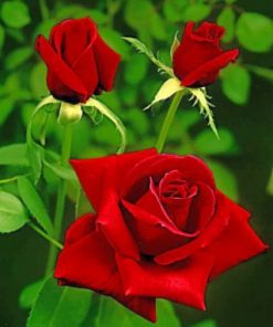 Aesthetic Red Roses Paint by numbers