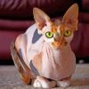 Aesthetic Sphynx Cat Paint by numbers