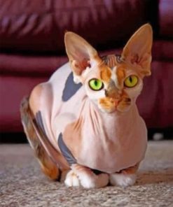 Aesthetic Sphynx Cat Paint by numbers
