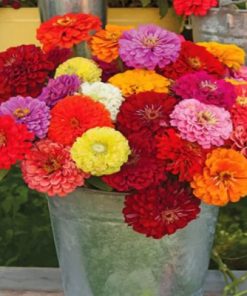 Aesthetic Zinnias Paint by numbers