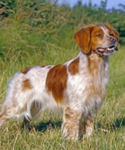 Aesthetic Brittany Spaniel paint by numbers