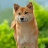 Akita Pet Paint by numbers