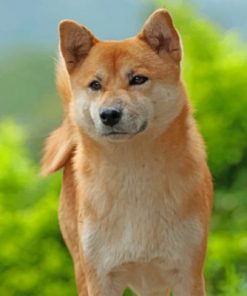 Akita Pet Paint by numbers