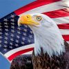 American Eagle Paint by numbers