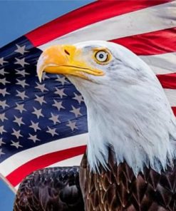 American Eagle Paint by numbers