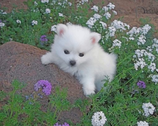 american-eskimo-dog-paint-by-number-1