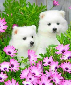 american-eskimo-dog-with-daisy-flowers-paint-by-numbers