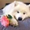 american-eskimo-paint-by-number