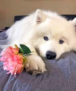 american-eskimo-paint-by-number