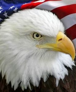 American Flag Eagle Bird Paint by numbers