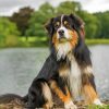 Australian Berger Paint by numbers