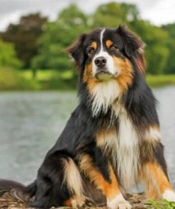 Australian Berger Paint by numbers
