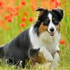 Australian Berger Paint by numbers