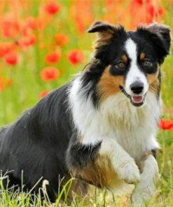 Australian Berger Paint by numbers