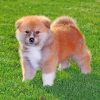 Baby Akita Paint by numbers