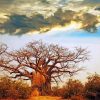 Baobab Tree Paint by numbers