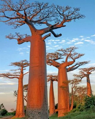 Baobab Trees paint by numbers
