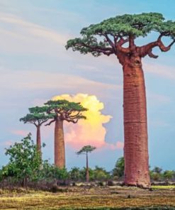 baobab trees paint by numbers