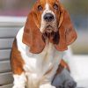 Basset Hound Paint by numbers
