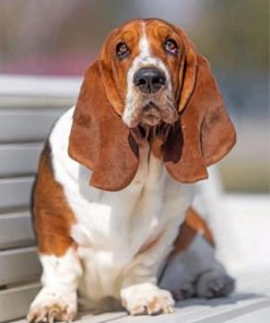 Basset Hound Paint by numbers