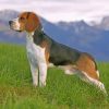 Beagle Side profile Paint by numbers