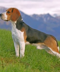 Beagle Side profile Paint by numbers
