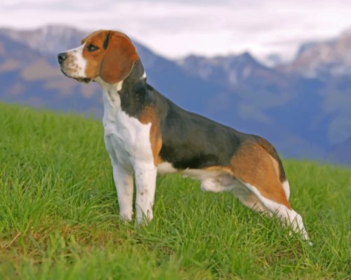 Beagle Side profile Paint by numbers