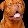 Happy Dogue de Bordeaux Paint by numbers
