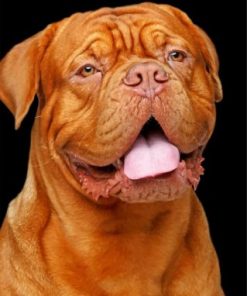 Happy Dogue de Bordeaux Paint by numbers
