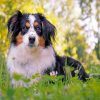 Berger Puppy Paint by numbers
