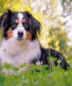 Berger Puppy Paint by numbers