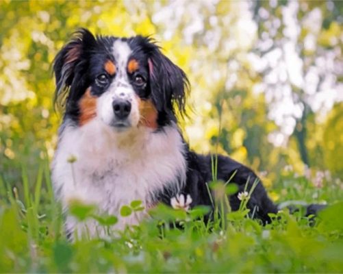 Berger Puppy Paint by numbers