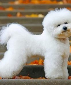 Bichon Frise Puppy Paint by numbers