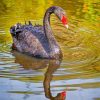 Black Swan Bird Paint by numbers