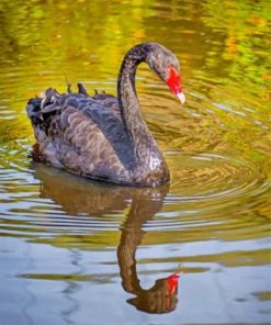 Black Swan Bird Paint by numbers