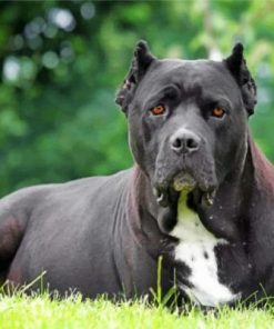 Black Cane Corso Paint by numbers