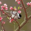 Chickadee And Cherry Blossom Paint by numbers