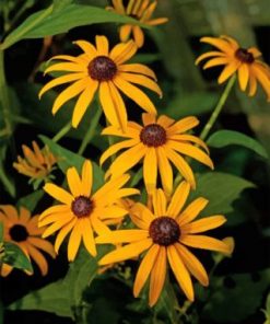 Black Eyed Susan Paint by numbers