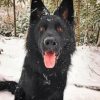 Black German Shepherd paint by numbers