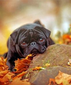 Black Pug And Leaves Paint by numbers