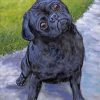 Black Pug Puppy Paint by numbers