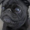 Black Pug Paint by numbers
