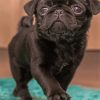 Black Pug Paint by numbers