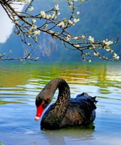 Black Swan Bird Paint by numbers