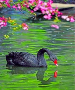 Black Swan Paint by numbers